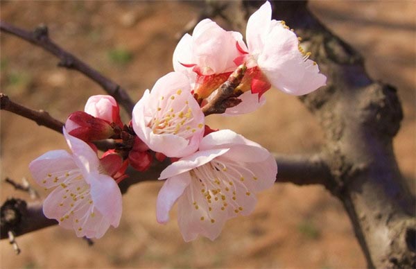 赏花游-图片