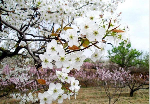 赏花游-图片