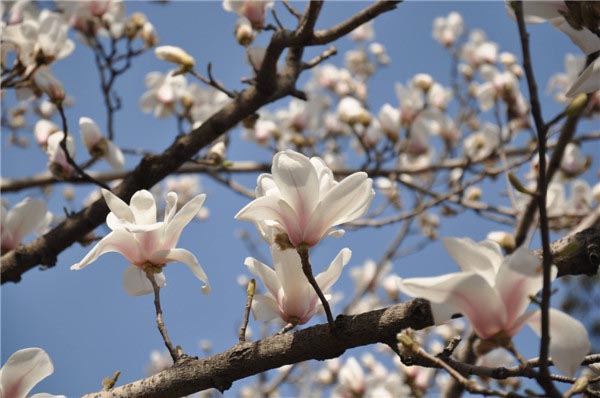 赏花游-图片