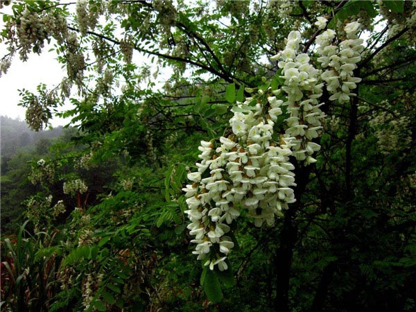 赏花游-图片