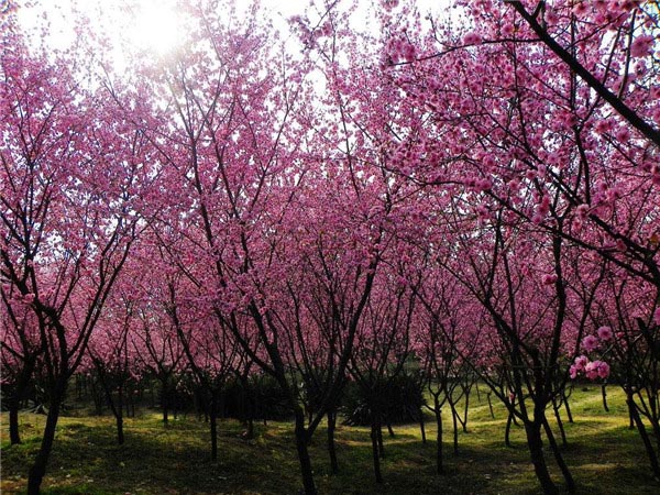 赏花游-图片